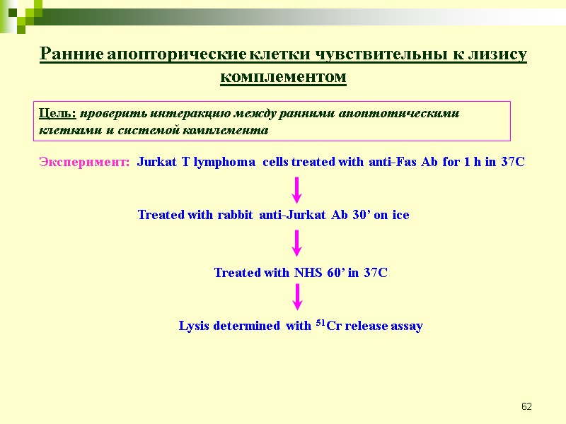 62 Ранние апопторические клетки чувствительны к лизису комплементом Цель: проверить интеракцию между ранними апоптотическими